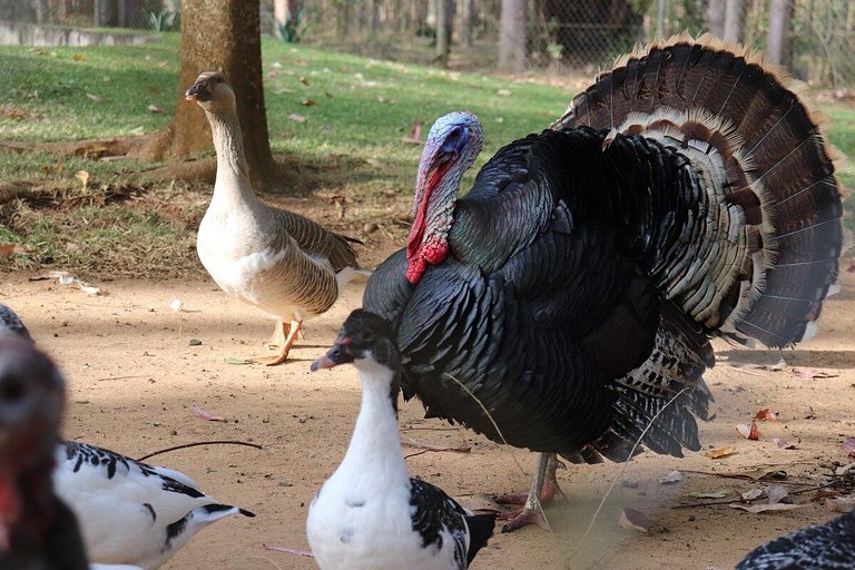 Fazenda, Paz, Descanso e Piscinas (com WiFi)